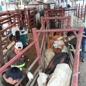 ESTADO REFUERZA PREVENCIÓN DE GUSANO BARRENADOR EN PERSONAS