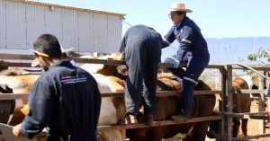 ESTADO REFUERZA VIGILANCIA SANITARIA EN COMPRA-VENTA DE GANADO