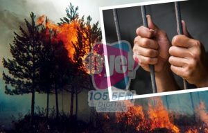 Hasta 15 años de cárcel será el castigo para responsables de incendios forestales